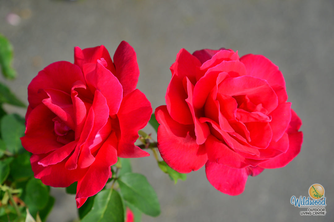 Chrysler Imperial - Star Roses and Plants