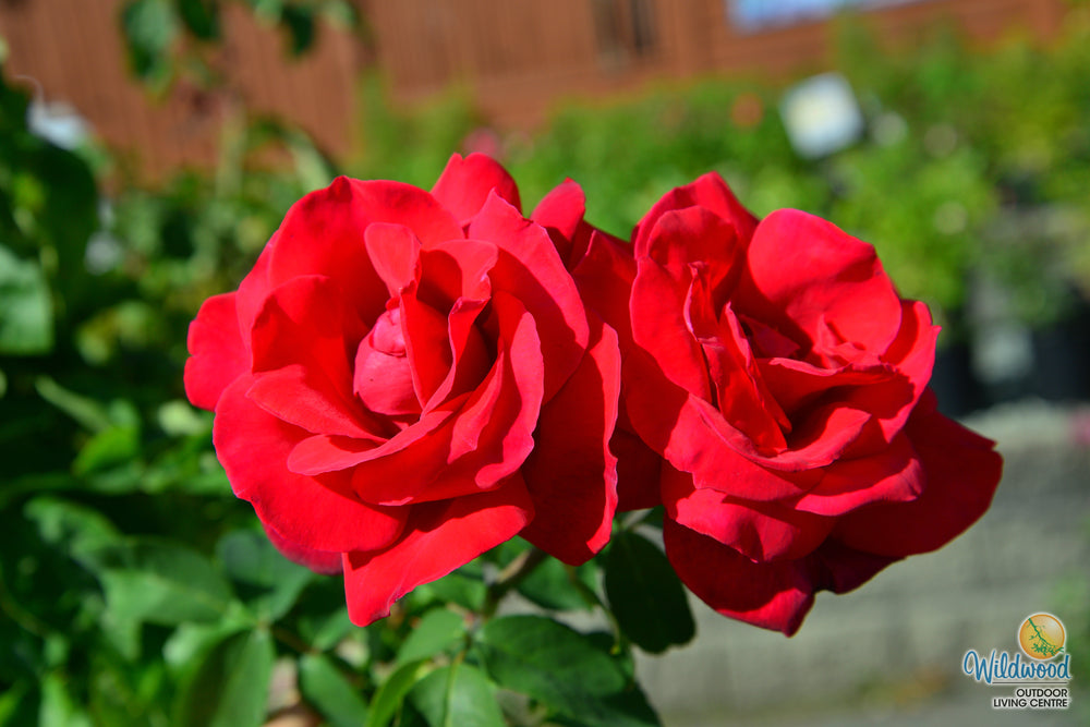 Chrysler Imperial - Star Roses and Plants