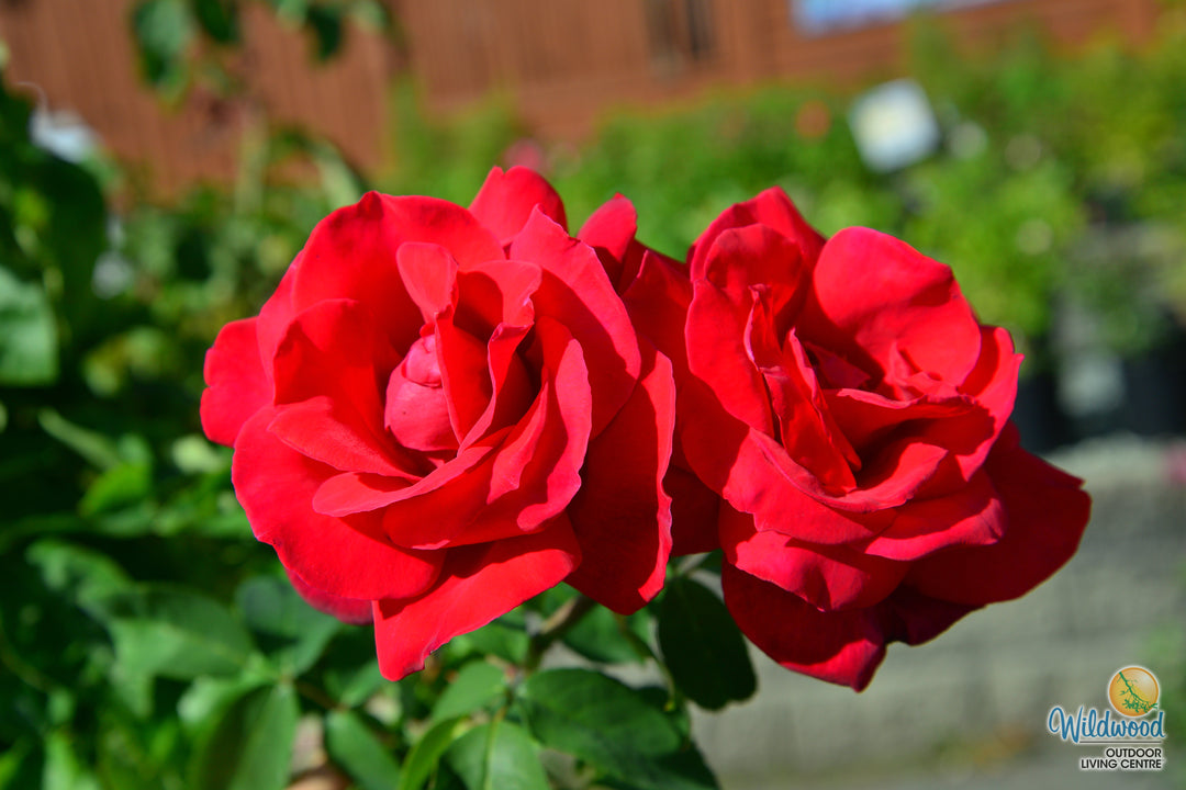 Chrysler Imperial - Star Roses and Plants