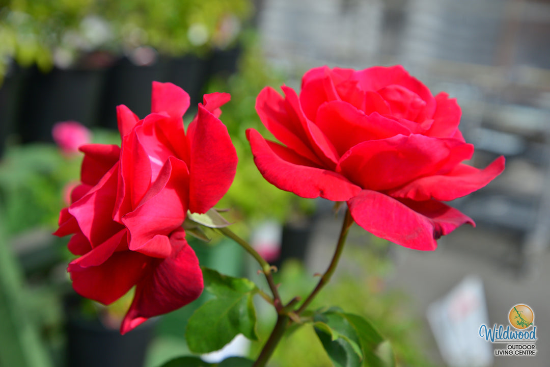 Chrysler Imperial - Star Roses and Plants