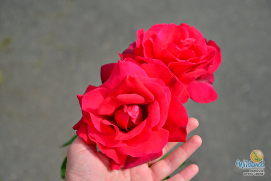 Chrysler Imperial - Star Roses and Plants