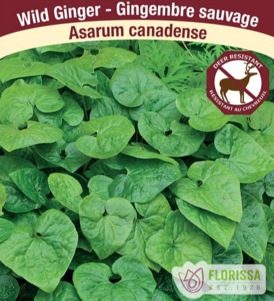 Asarum canadense - Wild Ginger, 1 Pack