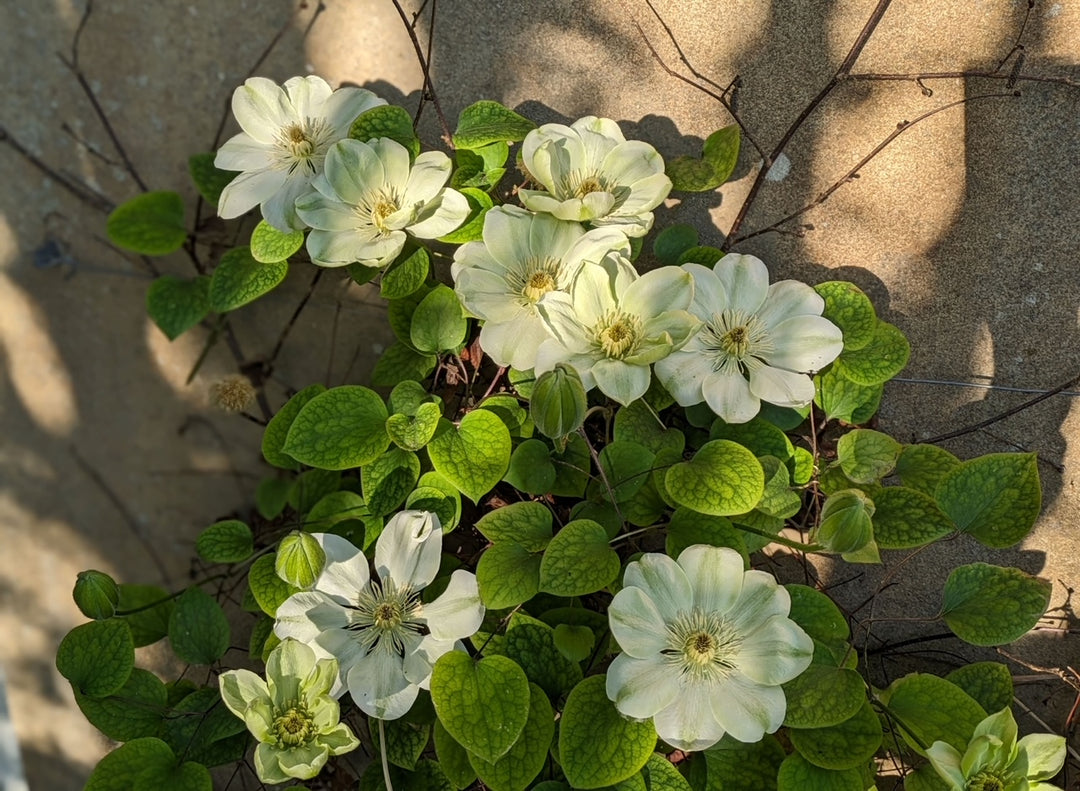 Clematis Guernsey Cream