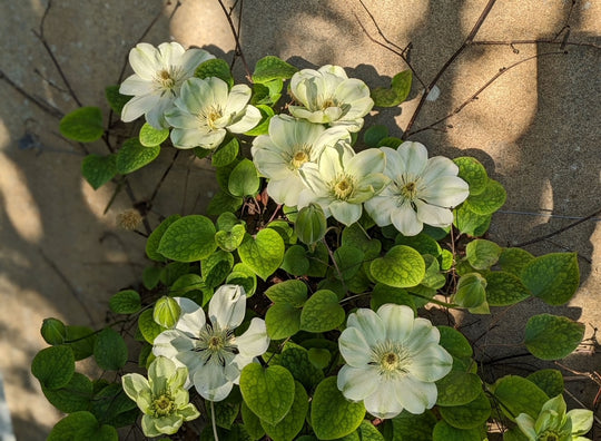 Clematis Guernsey Cream