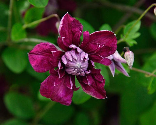 Clematis Viticella Purpurea Plena Eligans