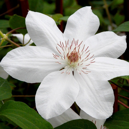 Clematis Henryi