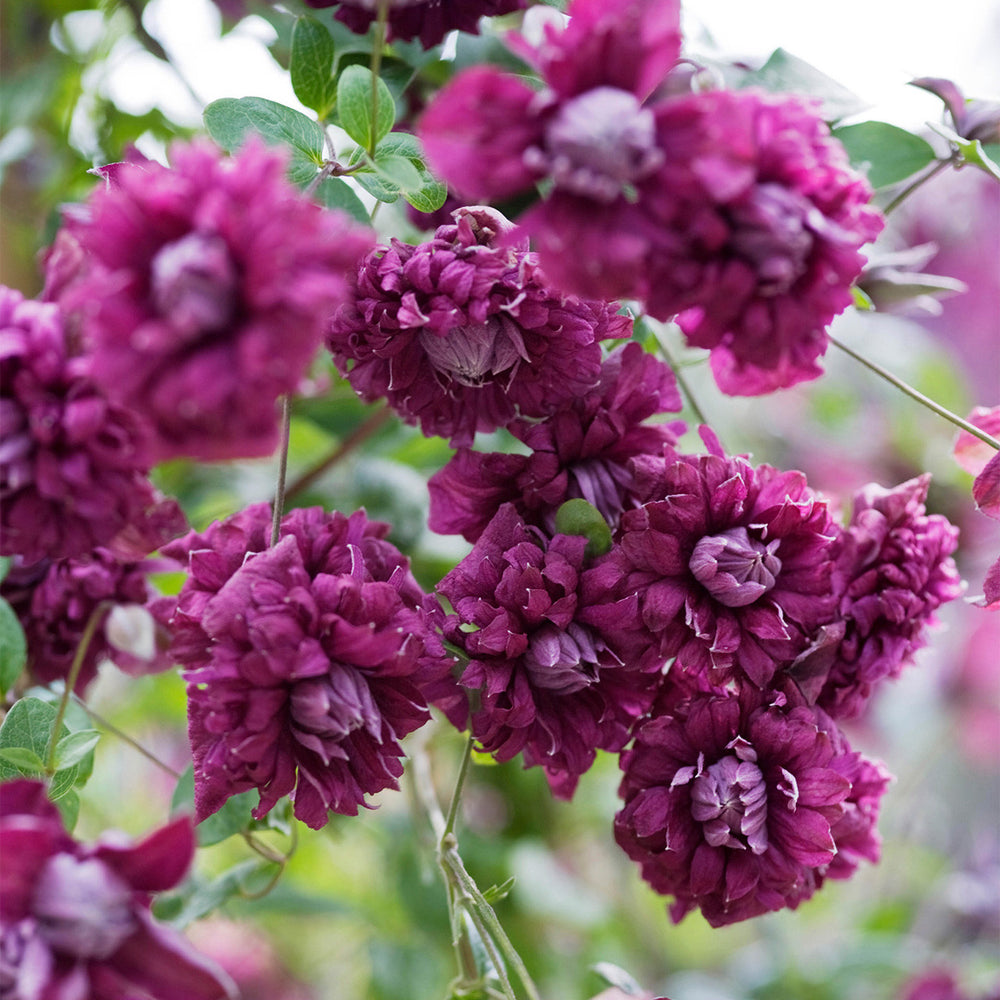 Clematis Viticella Purpurea Plena Eligans