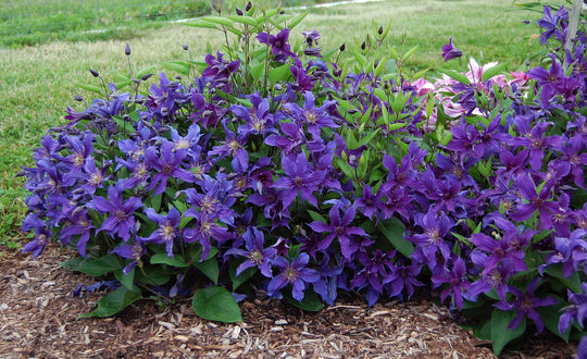 Clematis Sapphire Indigo