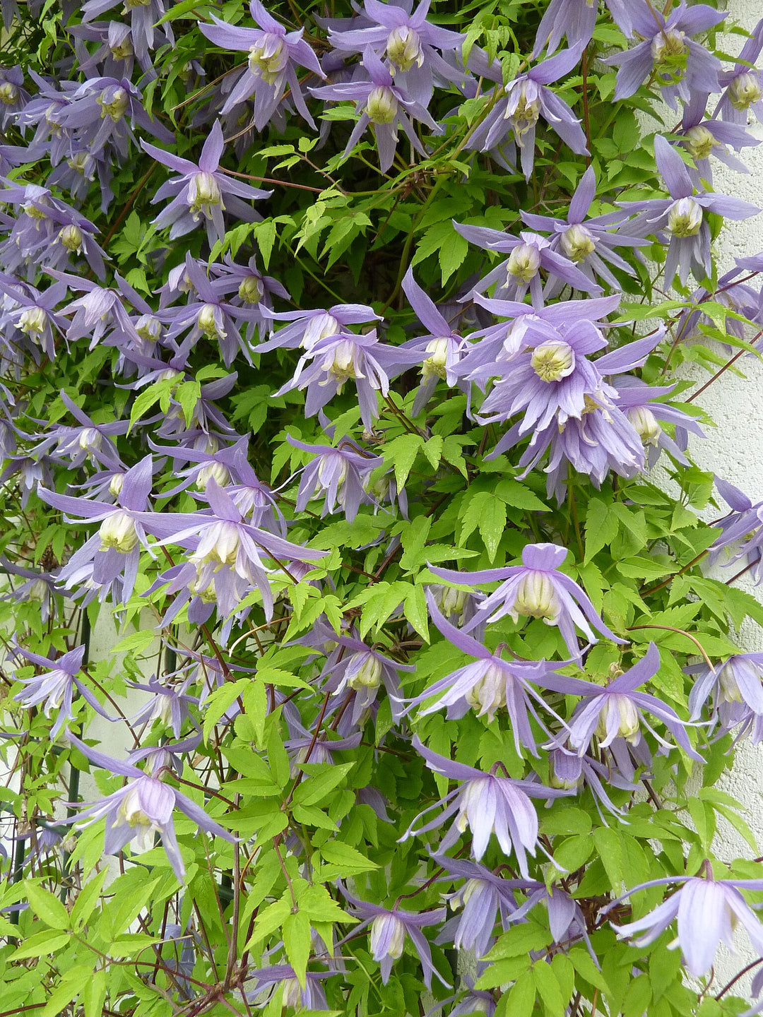 Clematis Macropetala Bluebird