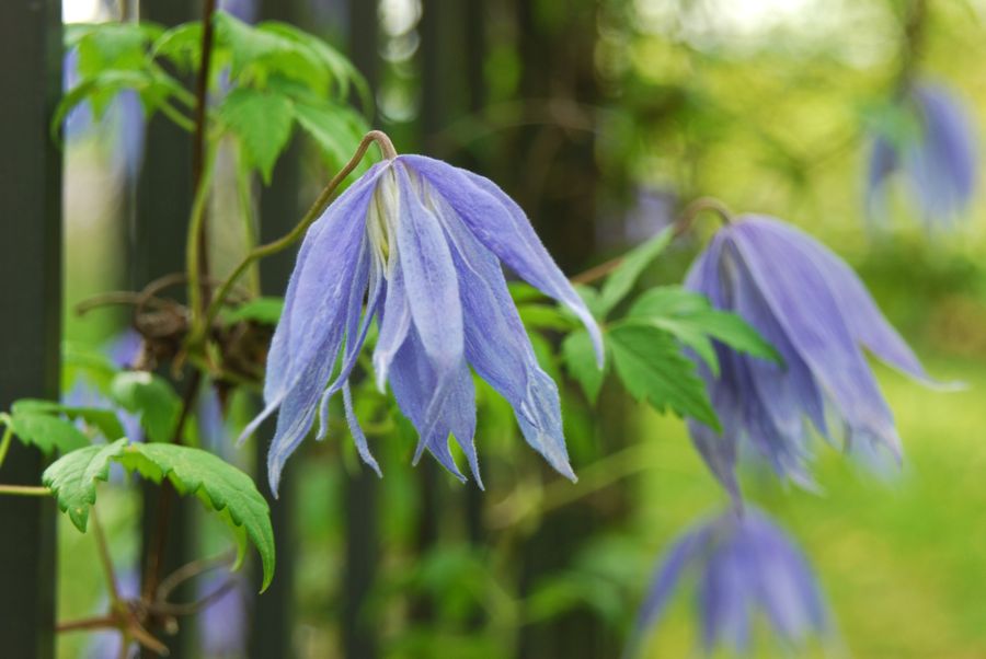 Clematis Macropetala Bluebird