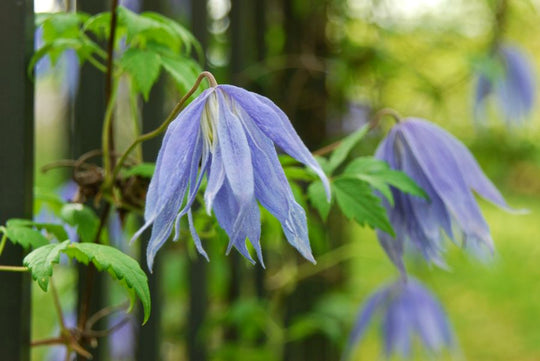 Clematis Macropetala Bluebird