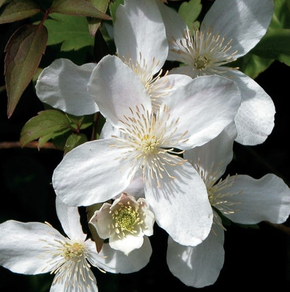 Clematis Montana Grandiflora – Wildwood Outdoor Living