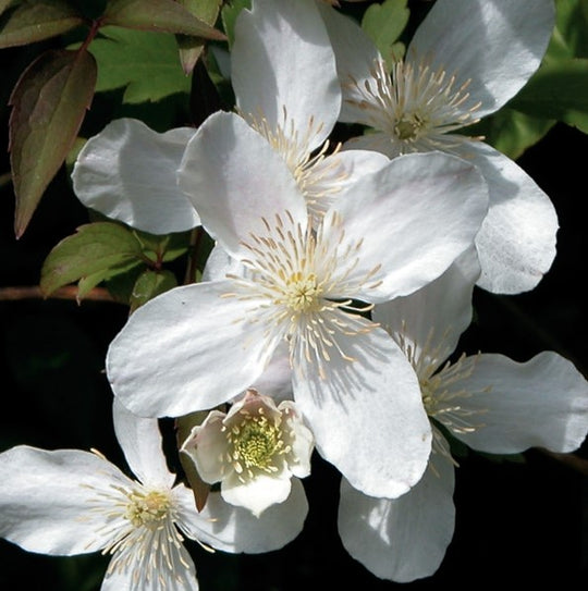 Clematis Montana Grandiflora