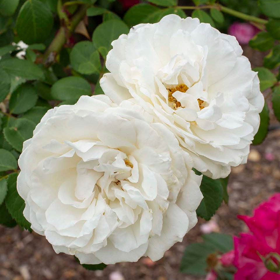 Cloud 10 - Star Roses and Plants