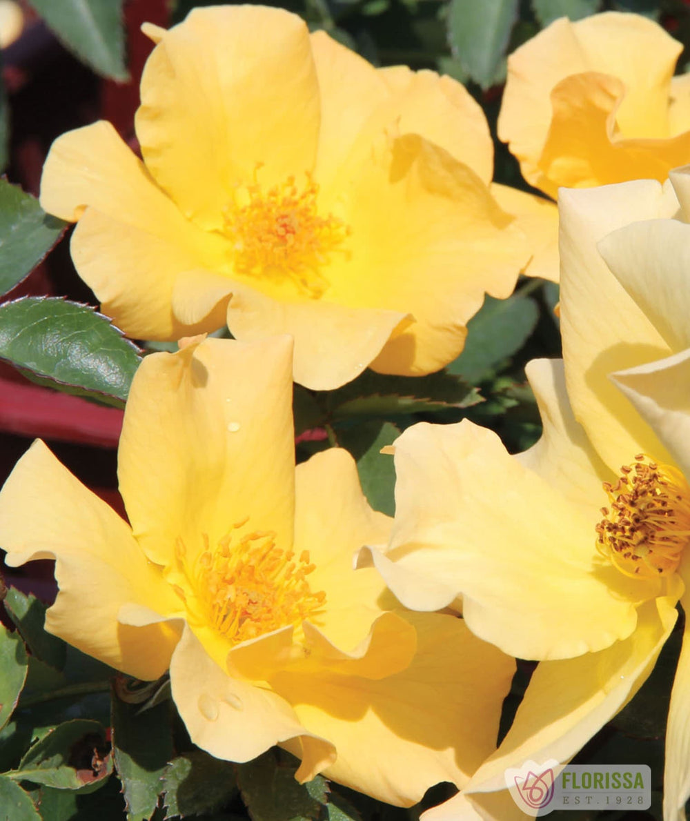 Bill Reid - Cold Hardy Rose
