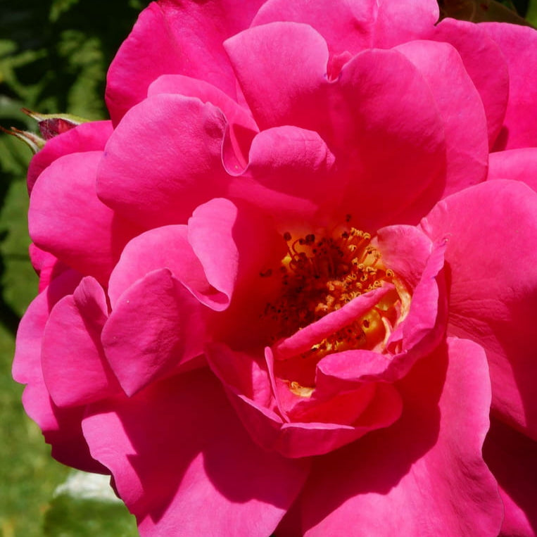 Frontenac - Cold Hardy Rose