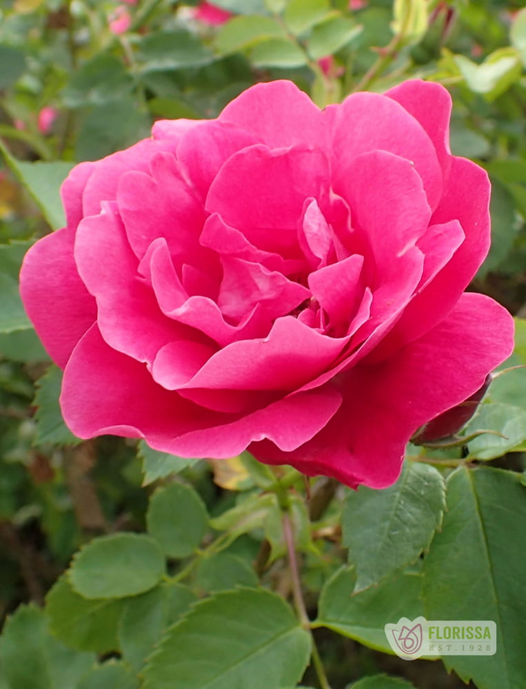 George Vancouver - Cold Hardy Rose – Wildwood Outdoor Living