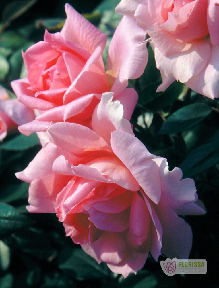 Lambert Closse - Cold Hardy Rose – Wildwood Outdoor Living