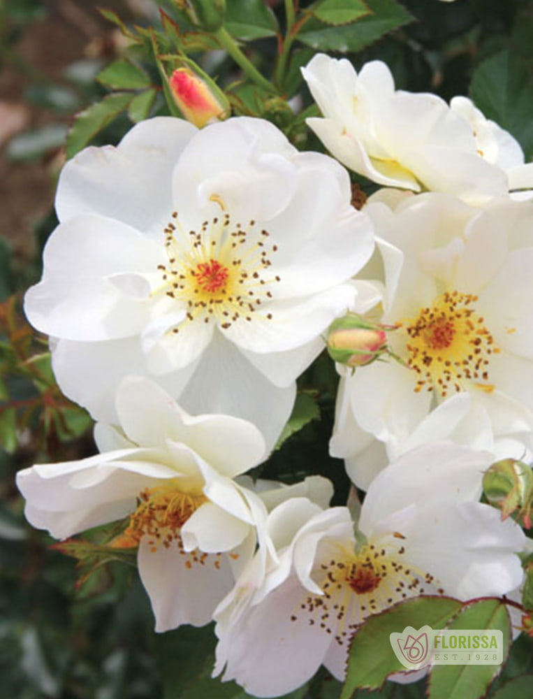 Oscar Peterson - Cold Hardy Rose