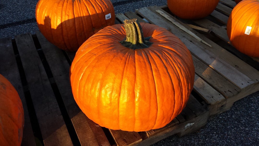 Pumpkin Connecticut Field - Pacific Northwest Seeds