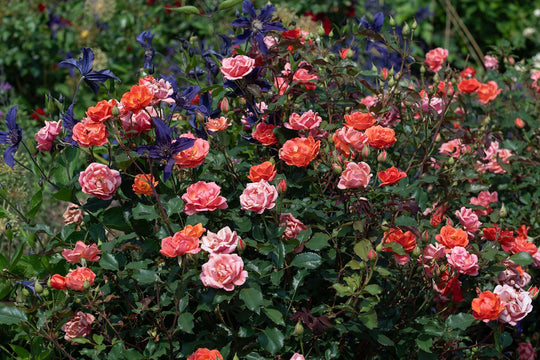 Coral Knock Out - Star Roses and Plants