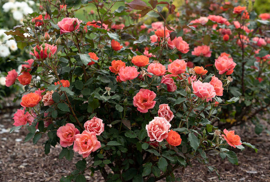 Coral Knock Out - Star Roses and Plants