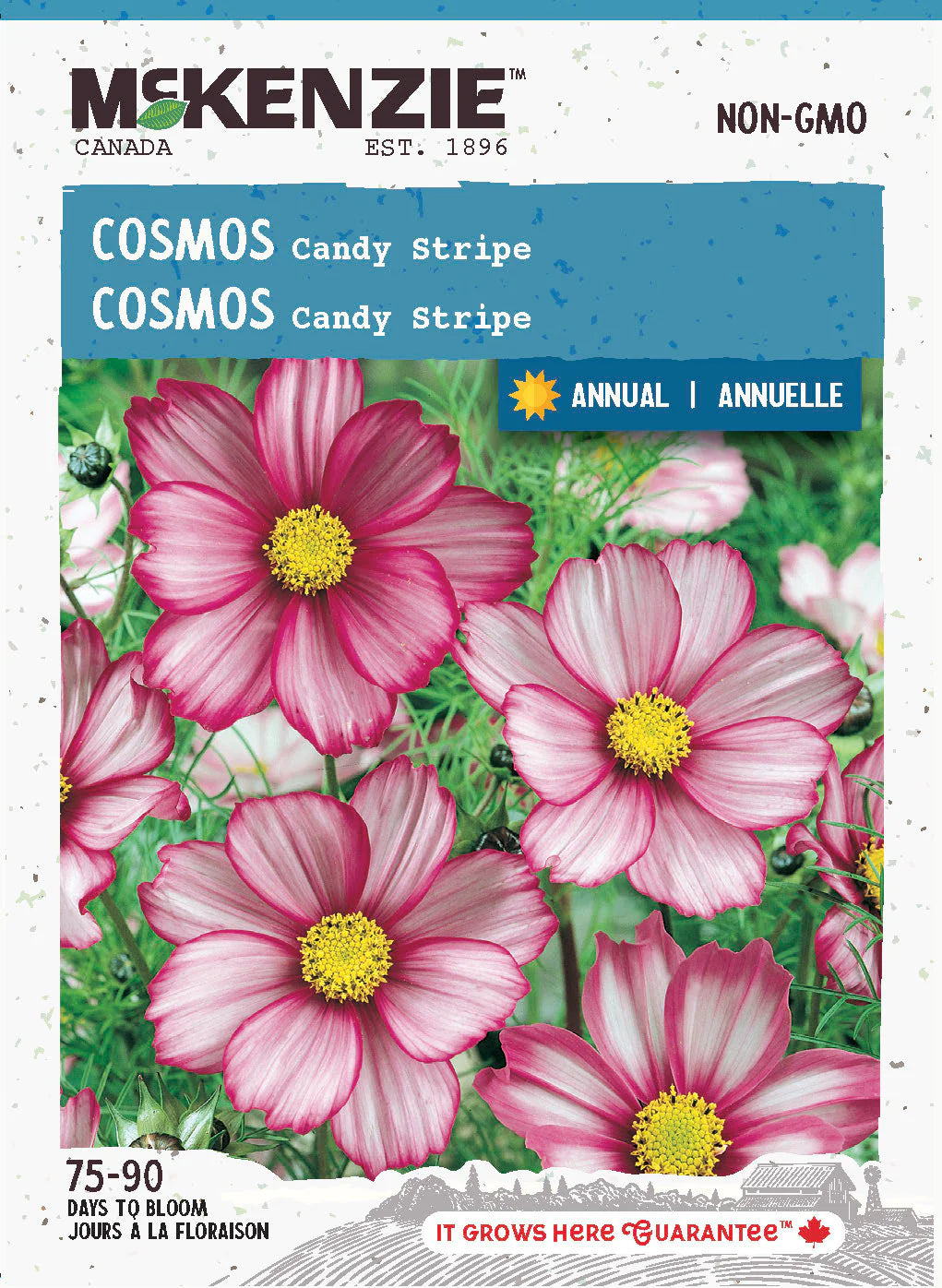 Cosmos Candy Stripe - McKenzie Seeds