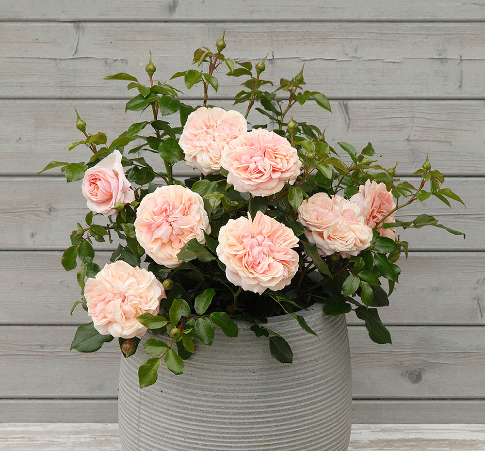 Veranda® Cream™ - Kordes® Roses