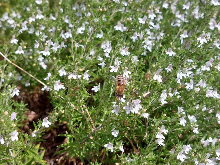 Cretan Savory - Eagleridge Seeds