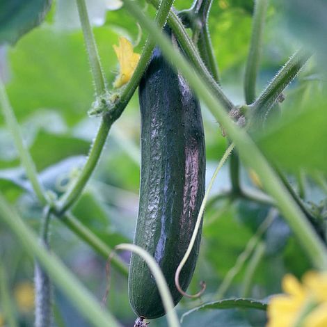 Cucumber Burpless F1 Hybird - Pacific Northwest Seeds