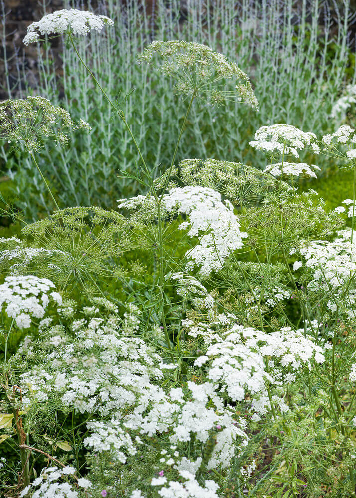Cumin - Ontario Seed Company
