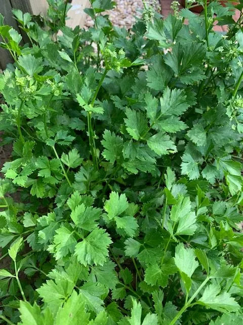 Cutting Celery - Eagleridge Seeds