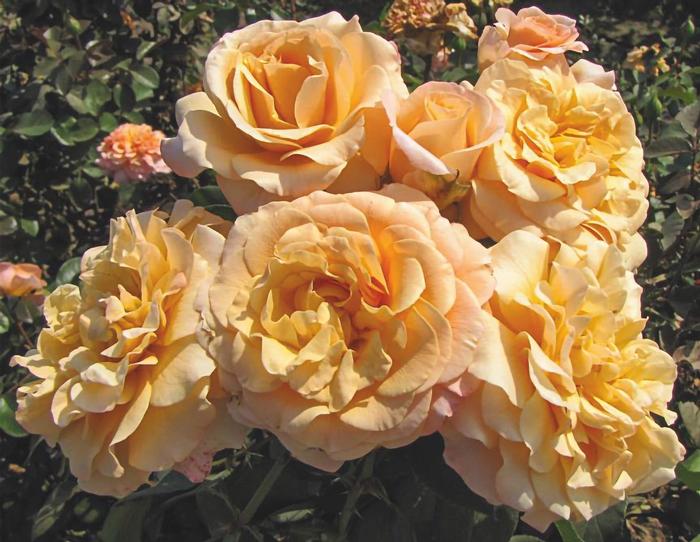 Morning Glow - Weeks Rose
