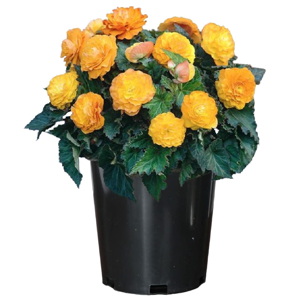 Shady Patio Grow Kit - Just Add Water | Tuberous Begonias