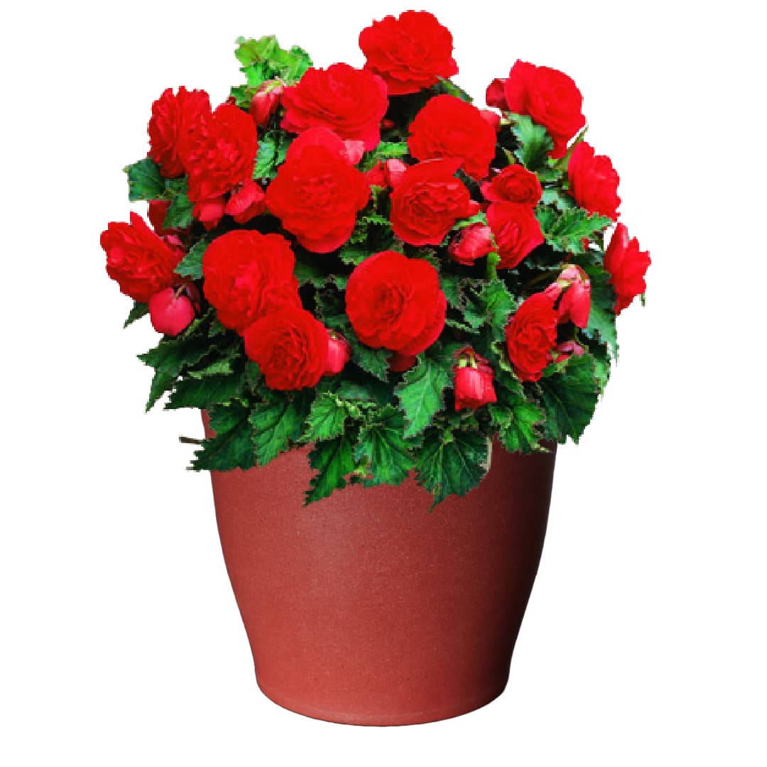 Shady Patio Grow Kit - Just Add Water | Tuberous Begonias