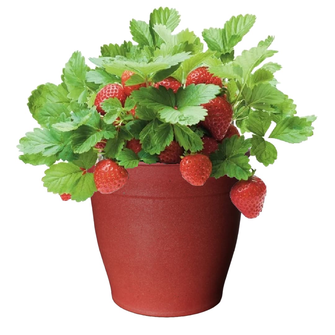 Strawberry Grow Kit - Just Add Water | Everbearing Strawberry