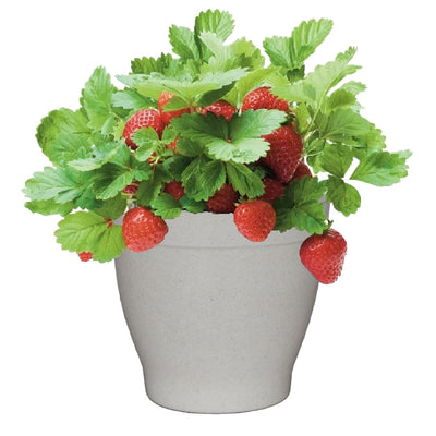 Strawberry Grow Kit - Just Add Water | Everbearing Strawberry
