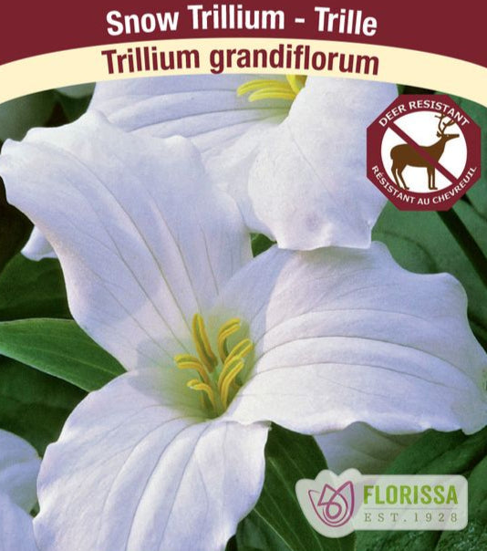 Snow Trillium - Trillium grandiflorum, 1 Pack