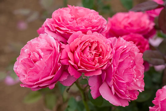 Dee-Lish - Star Roses and Plants