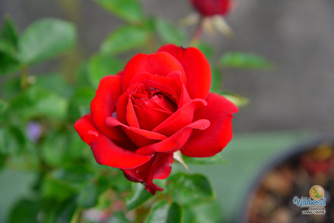 Sunbelt® Desmond Tutu™ - Kordes® Roses