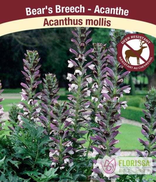 Acanthus mollis, 1 Pack