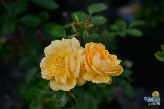 Edith's Darling - Weeks Rose