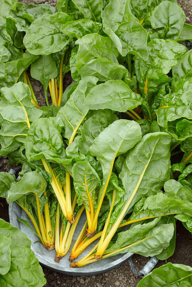 Swiss Chard Eldorado - Ontario Seed Company
