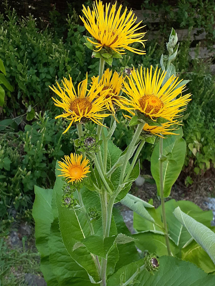 Elecampane - Eagleridge Seeds