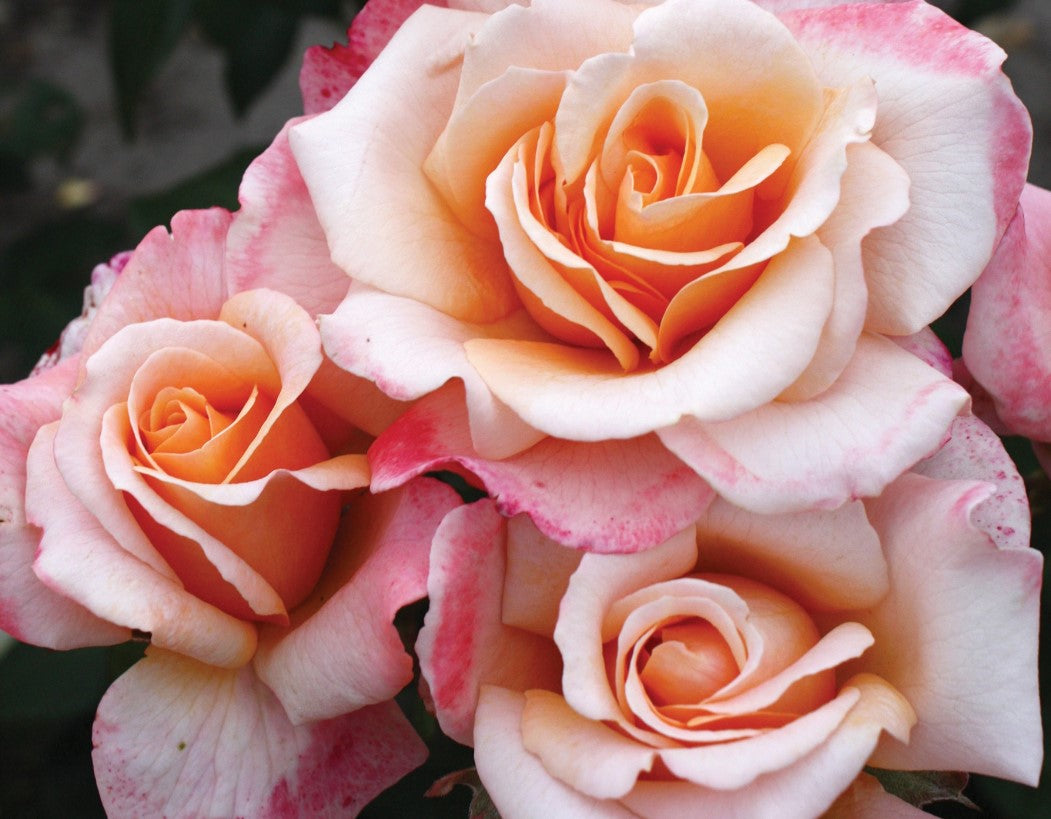 Rose rose様　ありがとうございます Ausboard – TriStar Roses