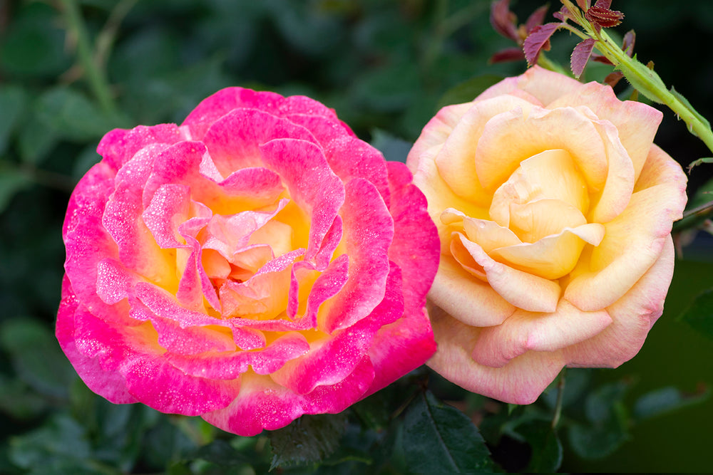 Enchanted Peace - Star Roses and Plants