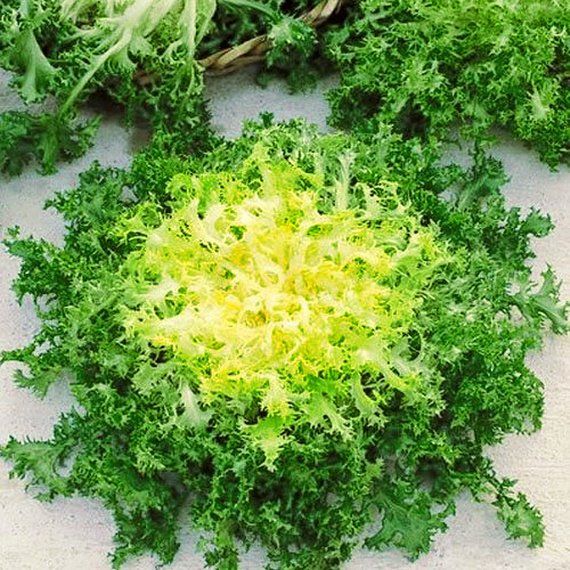 Endive Green Curled Ruffec - Pacific Northwest Seeds