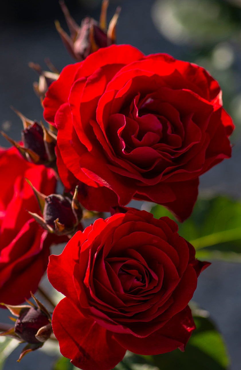 Europeana - Star Roses and Plants