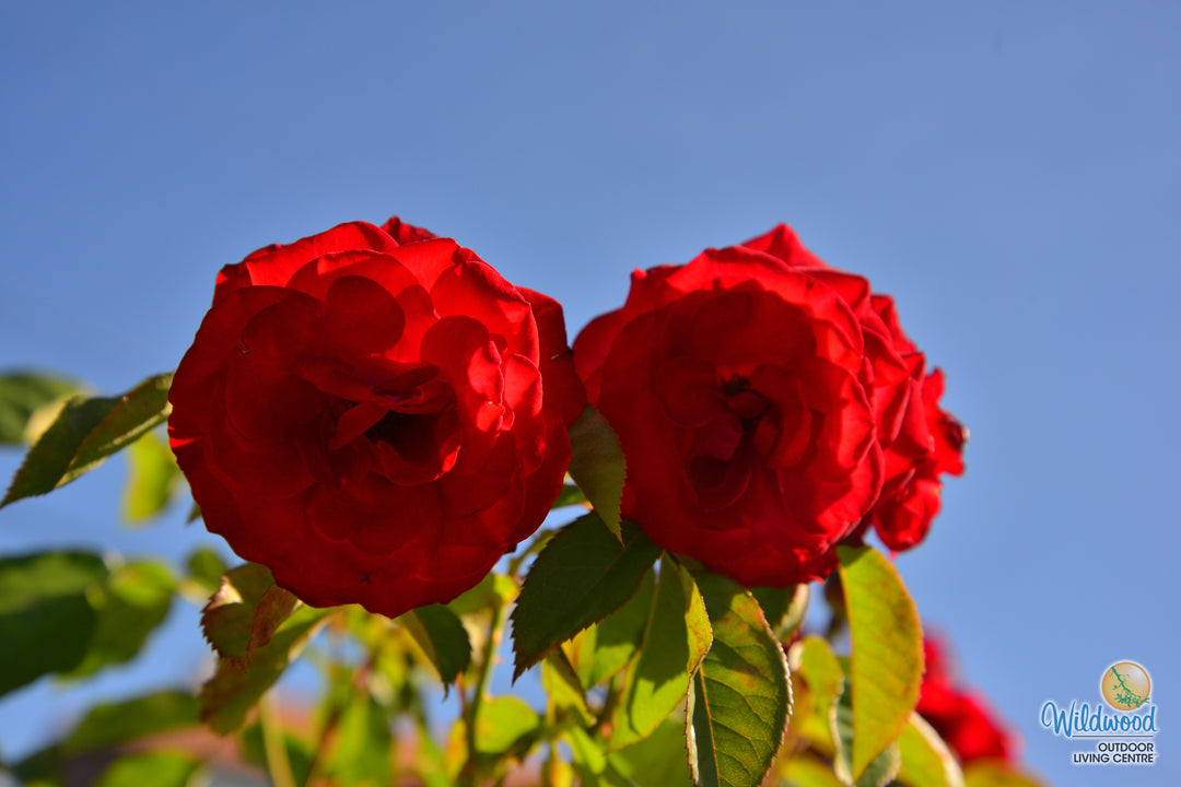 Europeana - Star Roses and Plants