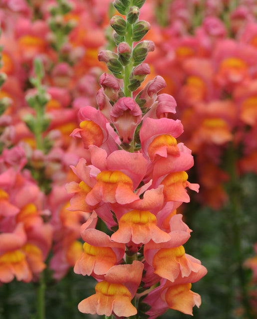 Snapdragon Potomac Orange - West Coast Seeds